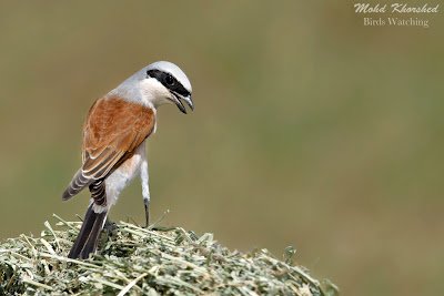 Cendet - Red-backed Shrike (Lanius collurio) Kuwait